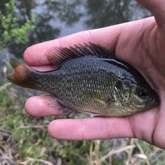 Lepomis punctatus
