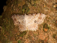 Calletaera subexpressa