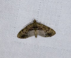 Chloroclystis conversa