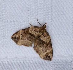 Chaetolopha incurvata