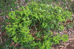 Euphorbia sieboldiana