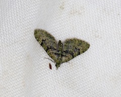 Chloroclystis conversa