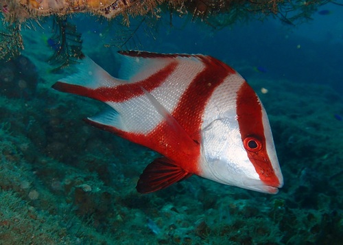 Emperor bream (Lutjanus sebae) — Lutjanidae — 3