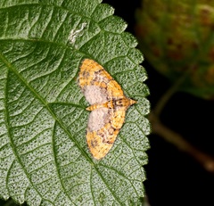 Chloroclystis conversa