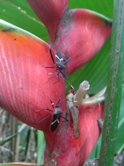 Leptoscelis tricolor
