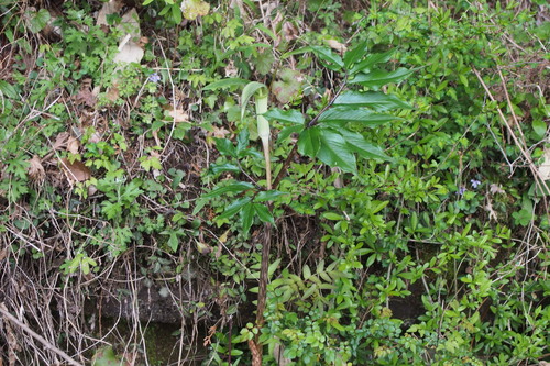 Arisaema yamatense, photograph 3