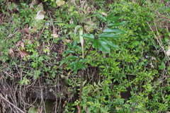 Arisaema yamatense, photograph harum.koh, CC BY-SA, iNaturalist via GBIF