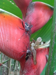 Leptoscelis tricolor
