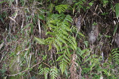 Woodwardia orientalis