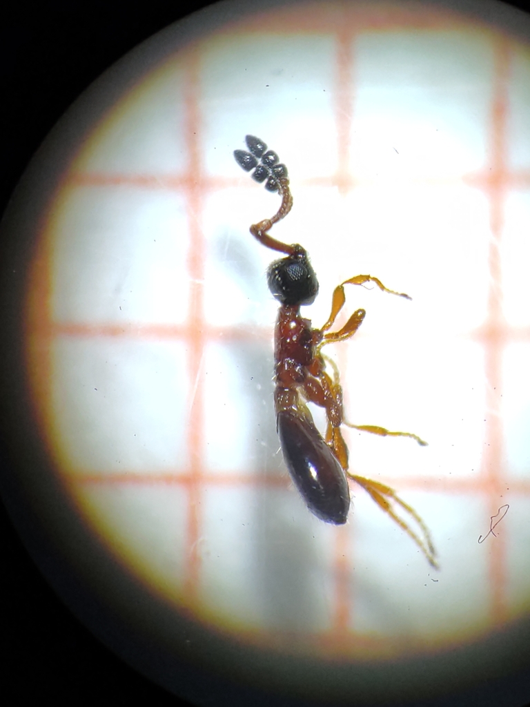 Symphytopria