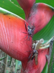 Leptoscelis tricolor