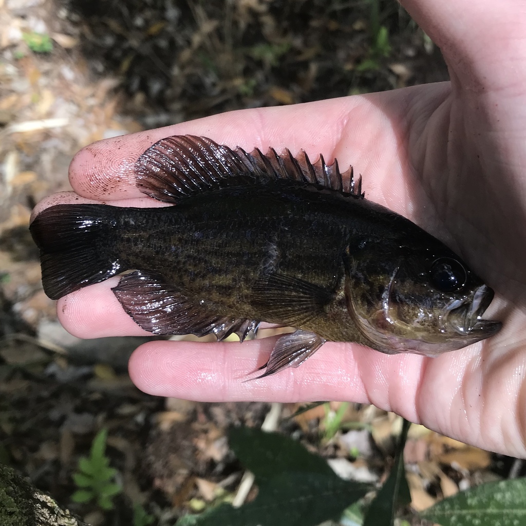 Mud Sunfish from Charleston County, SC, USA on March 30, 2019 at 10:47 ...