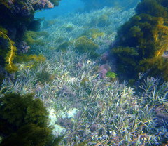 Amphibolis griffithii