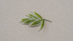 Poa bigelovii