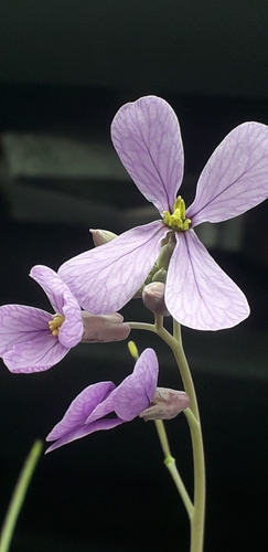 Moricandia arvensis iNat (1)
