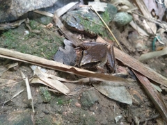 Craugastor metriosistus
