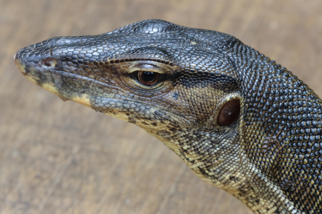 Southeast Asian Water Monitor from Tanglin, Singapore on November 16 ...