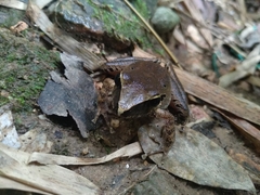 Craugastor metriosistus