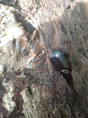 Odontotaenius