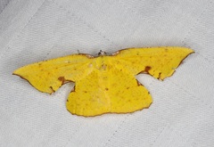 Corymica spatiosa