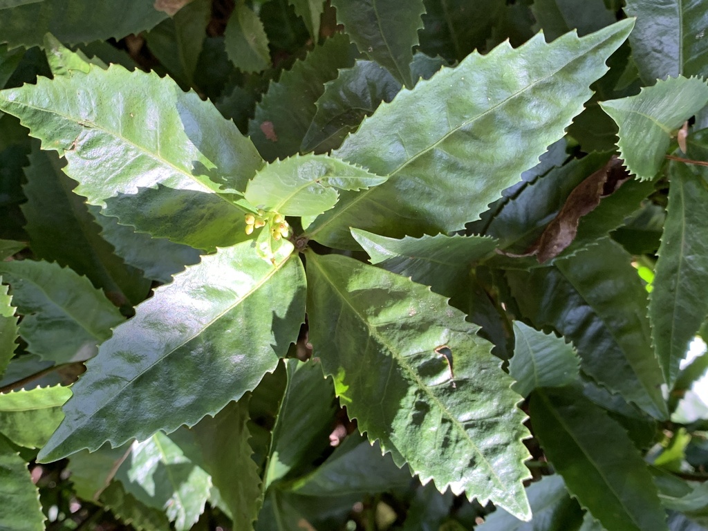 Glabrous Sarcandra Herb from Yakushima National Park, Yakushima, Kumage ...