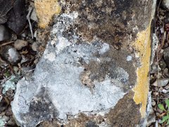 Bagliettoa calciseda