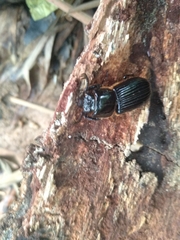Odontotaenius