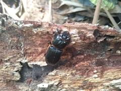 Odontotaenius