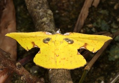Corymica spatiosa