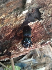 Odontotaenius