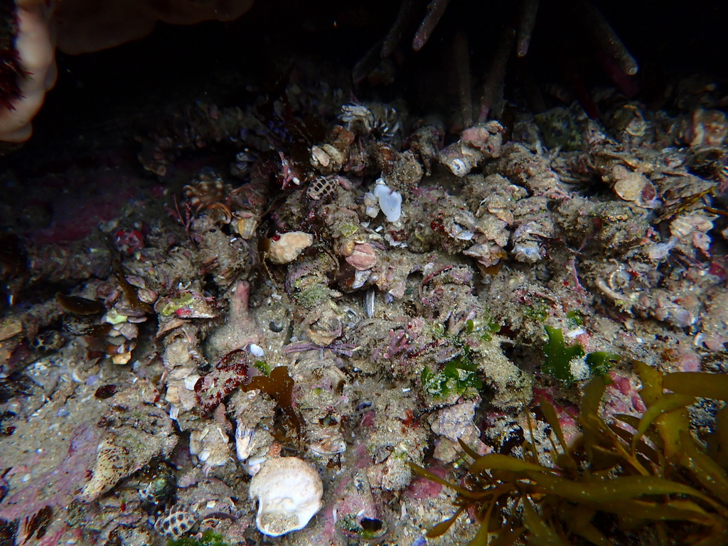 Diopatra from Sandy Beach NSW 2456, Australia on November 27, 2023 at