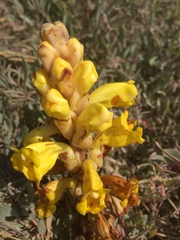 Cistanche phelypaea