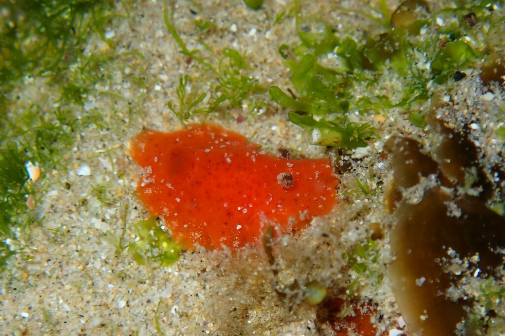 Rostanga arbutus from Sandy Beach NSW 2456, Australia on November 27 ...