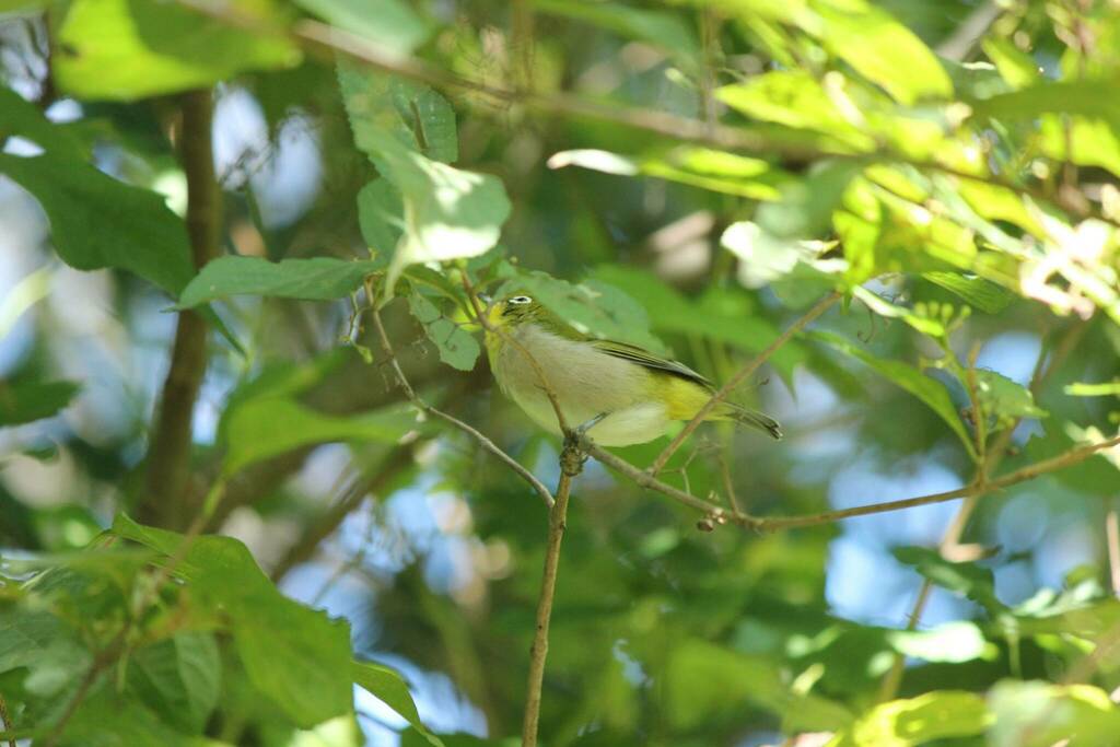Zosterops japonicus japonicus from 長池公園 on October 7, 2023 at 0915 AM