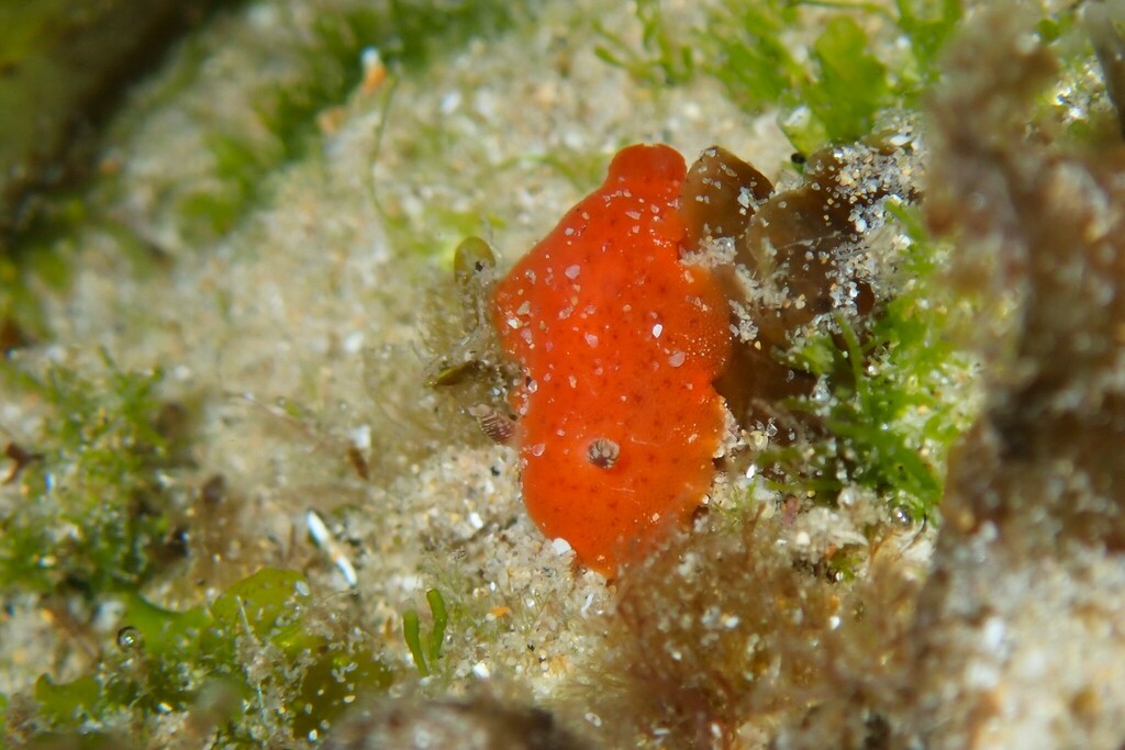 Rostanga arbutus from Sandy Beach NSW 2456, Australia on November 27 ...