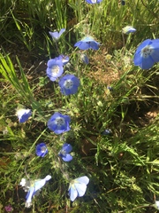 Nemophila pulchella