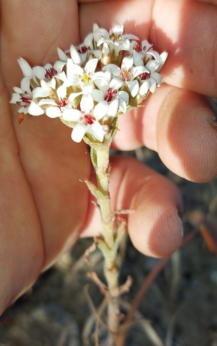 Crassula scabra