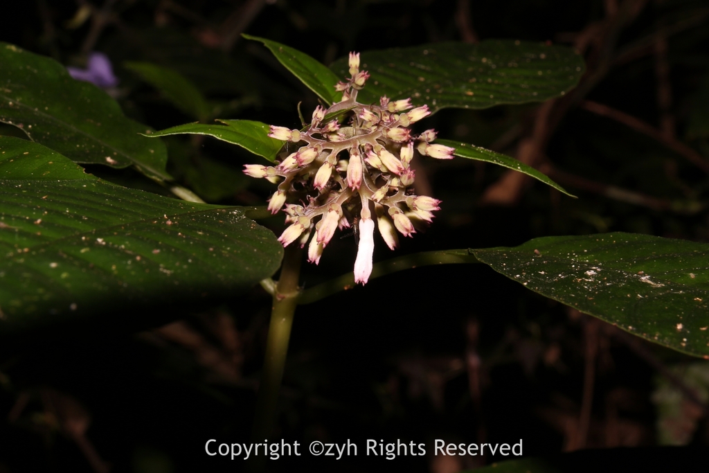 Ophiorrhiza cantonensis (Ophiorrhiza cantonensis)