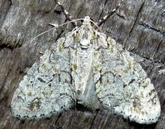 Cladara limitaria