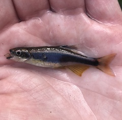 Pteronotropis stonei