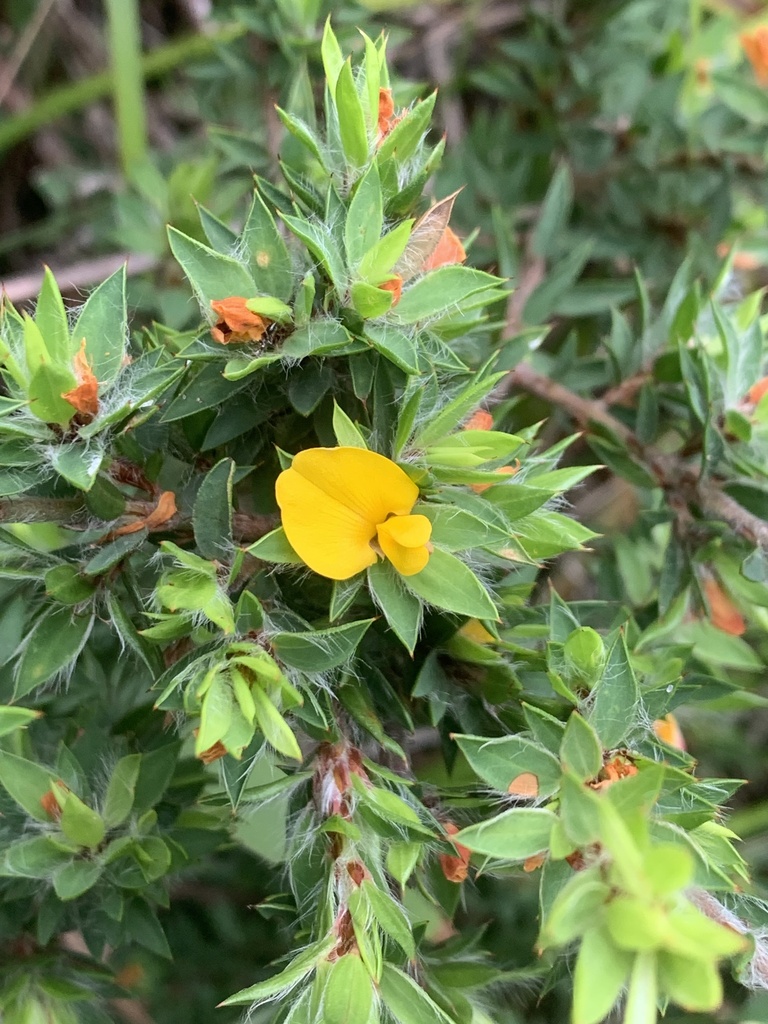 yellow bush-pea