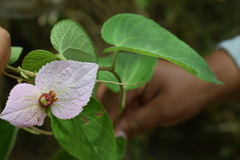 Dalechampia aristolochiifolia, photograph Principe Mendoza Babilon, CC0, iNaturalist via GBIF