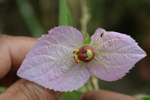 Image of Dalechampia aristolochiifolia by no rights reserved