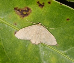 Lophophleps triangularis