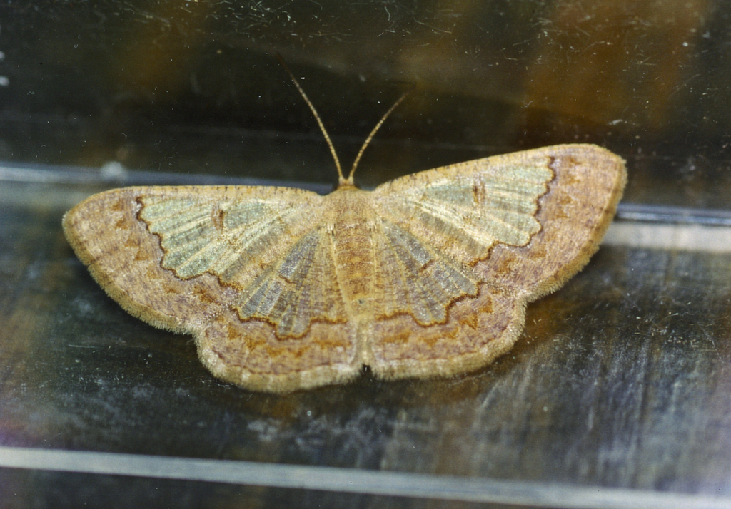 Zamarada glareosa