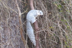 Sciurus niger cinereus