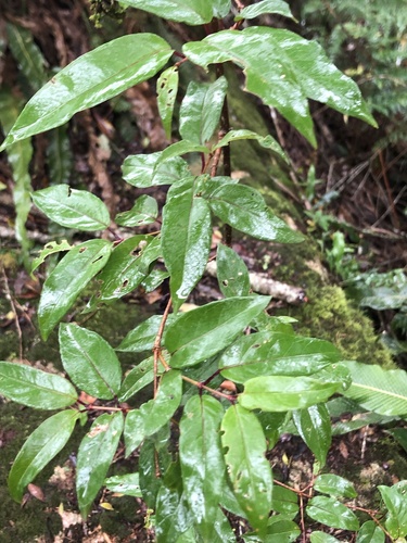 Fuchsia regia