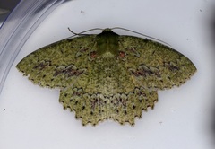 Herochroma viridaria