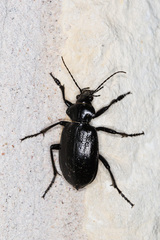 Calosoma macrum