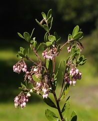 Arctostaphylos densiflora